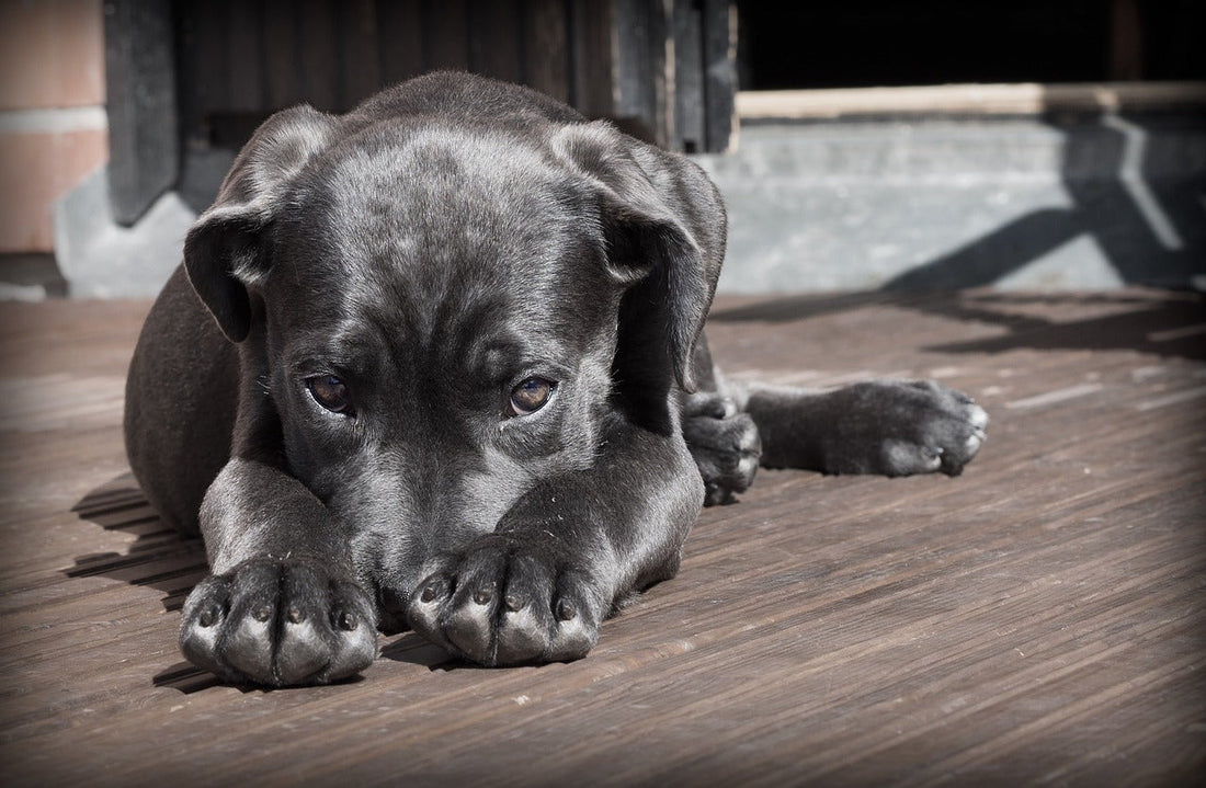 Pet Parent Confessions: How I Finally Stopped My Pet’s Stress