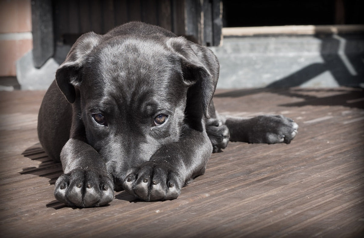 Pet Parent Confessions: How I Finally Stopped My Pet’s Stress