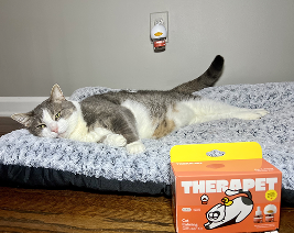 Wendy's calm cat