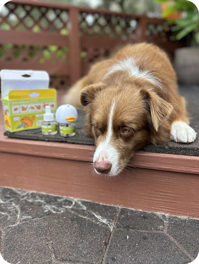 Calm dog resting beside TheraPet products